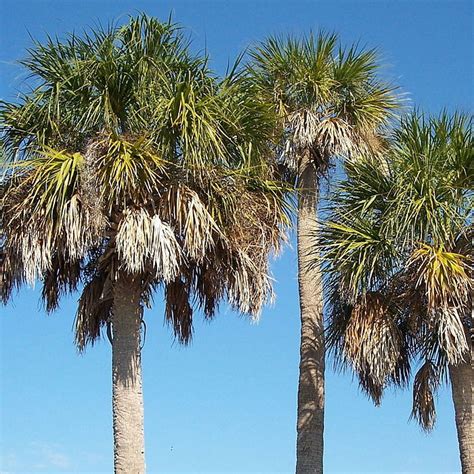 Sabal Palm Verdego