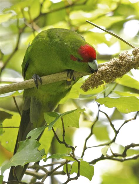 Red Crowned Parakeet Cyanoramphus Novaezelandiae Novaeze Flickr