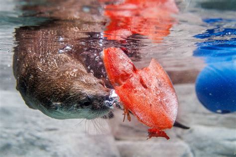 How Our Animals Are Keeping Their Cool This Summer · Tennessee Aquarium