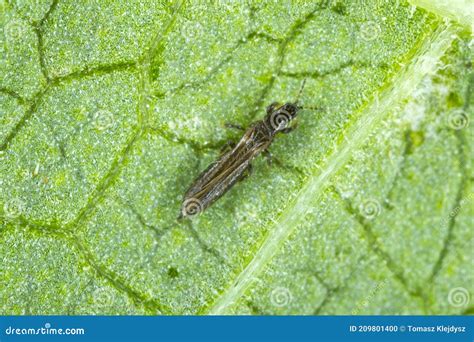 Thrips Thysanoptera On A Leaf Of Bean Stock Photo Image Of Bean