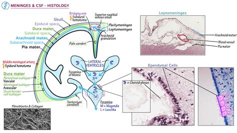 Meninges And Csf Histology Ditki Medical And Biological Sciences
