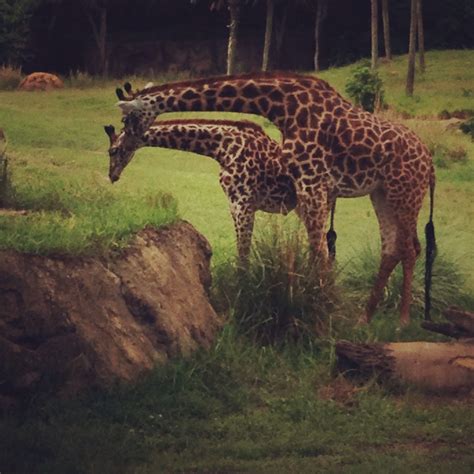 Giraffes At Disneys Animal Kingdom Safari Photo Cred Kaitbrit