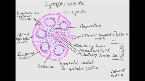 Learn To Make Histological Diagram Of Lymph Node Youtube