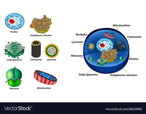 Set Cell Organelles Structure Human Cells Vector Image