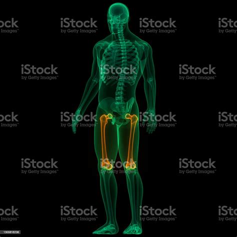 Human Skeleton System Femur Bone Joints Anatomy Stock Photo Download