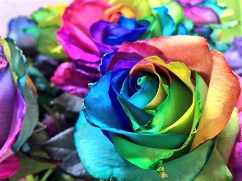Rainbow Ecuadorian Roses Beautiful Roses Ecuadorian Roses Rose