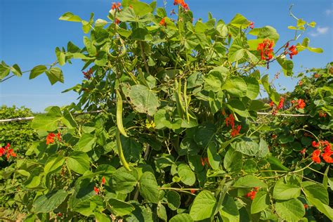 How To Plant And Grow Runner Beans Uk