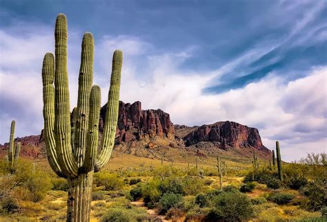 Find & download free graphic resources for saguaro cactus. Mother's Day Brunch or Dinner in Phoenix