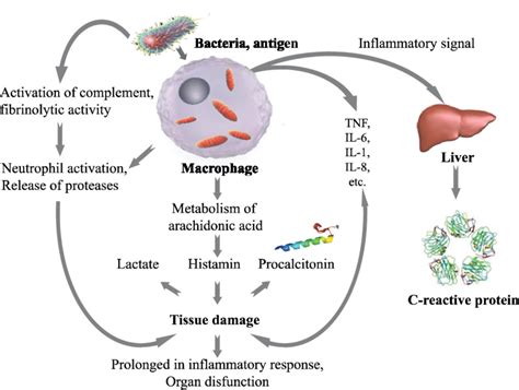 Mechanisms Of Sepsis Release Of Procalcitonin And C Reactive Protein