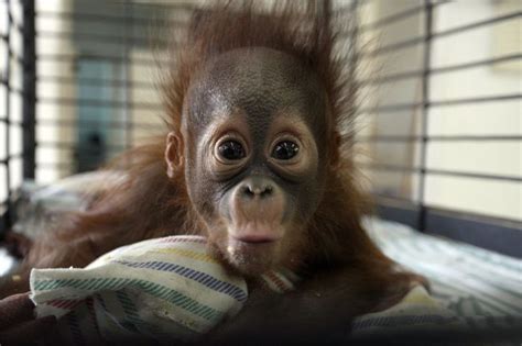 The Best Baby Animal Photos Of 2013 40 Pics