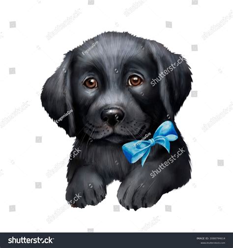 Black Lab Puppy Drawing