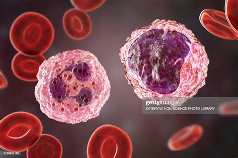 Neutrophil And Monocyte White Blood Cell Illustration High Res Vector