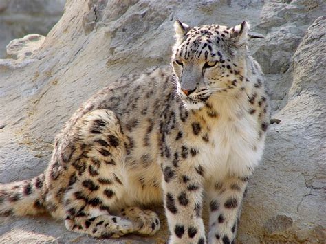 Snow Leopard Animals World