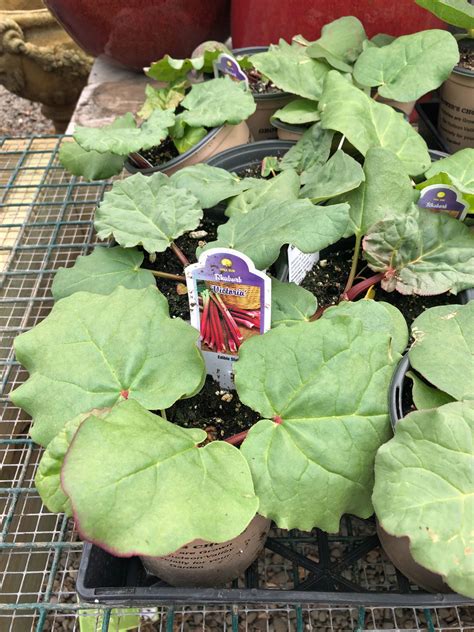 Rheum X Hybridum ‘victoria Rhubarb Non Native 1 Quart Catskill