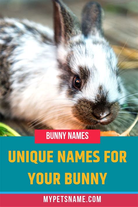 Unique Bunny Names Rabbit Names Bunny Names Cute Pet Names