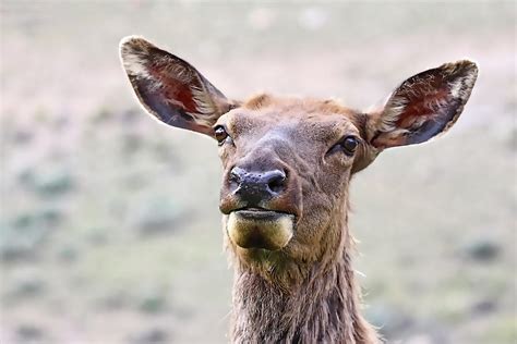 Elk Face Photograph By Athena Mckinzie Fine Art America