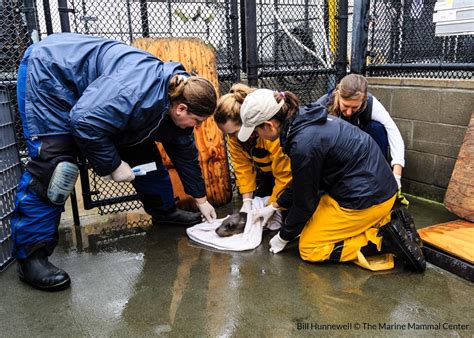 Behind The Scenes Of Marine Mammal Rescue Oceana Usa