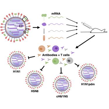 Messenger rna vaccines can be made faster than traditional vaccines. A Multi-Targeting, Nucleoside-Modified mRNA Influenza ...
