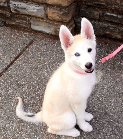 Review Of German Shepherd Husky Mix Puppy White References One Load