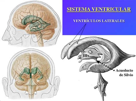 Ppt Sistema Nervioso Sistema Ventricular IrrigaciÓn Cerebral