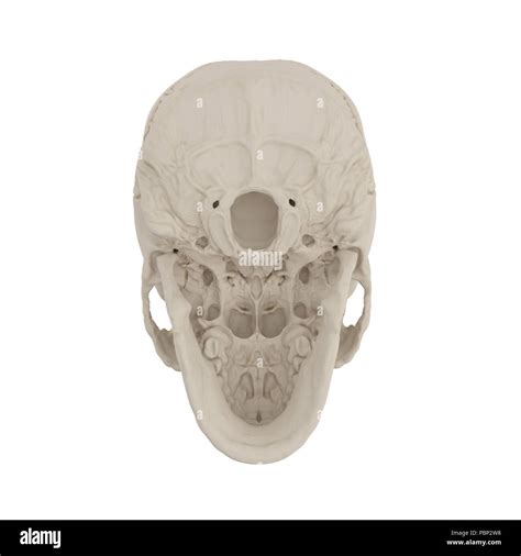 Anatomically Correct Medical Model Of The Female Human Skull On White