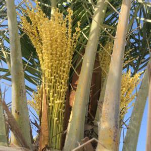 The Separation Of The Sexes In Date Palms Research Highlights