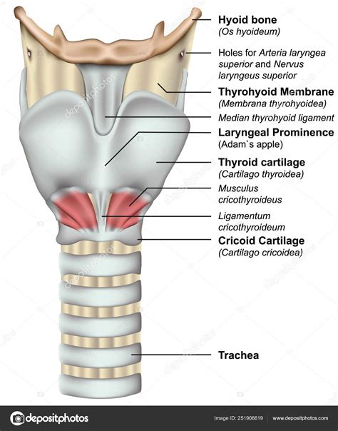 Anatomía Laringe Vector Médico Ilustración Sobre Fondo Blanco Vector