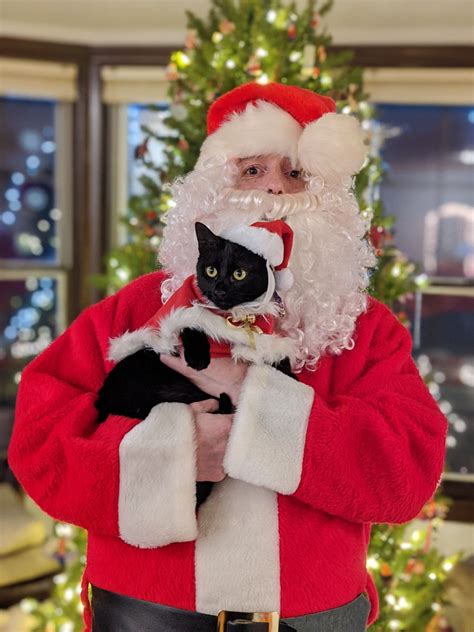 Happy Holidays Beautiful Cats Pictures Black Cat Cats And Kittens