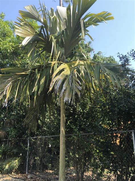 Palm Tree Identification Henryana Discussing Palm Trees Worldwide