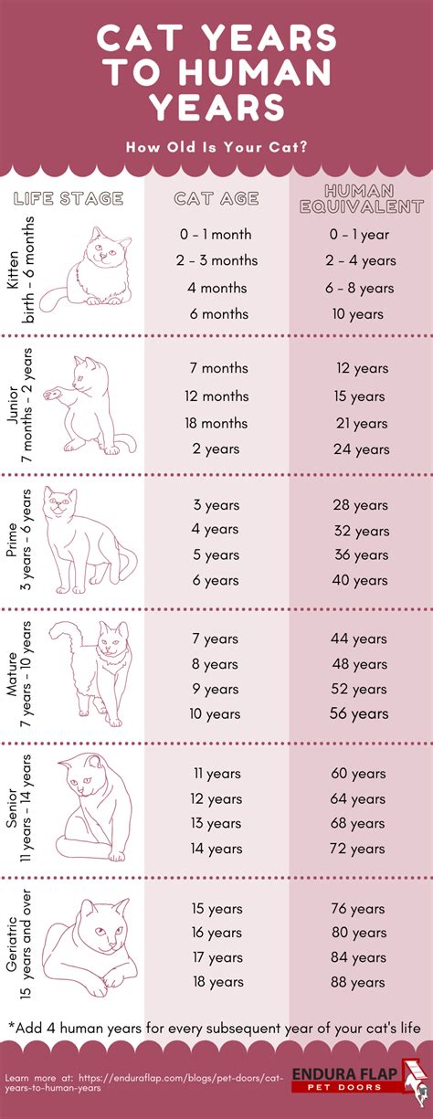 How Old Is My Cat In Human Years Cat To Human Age Chart