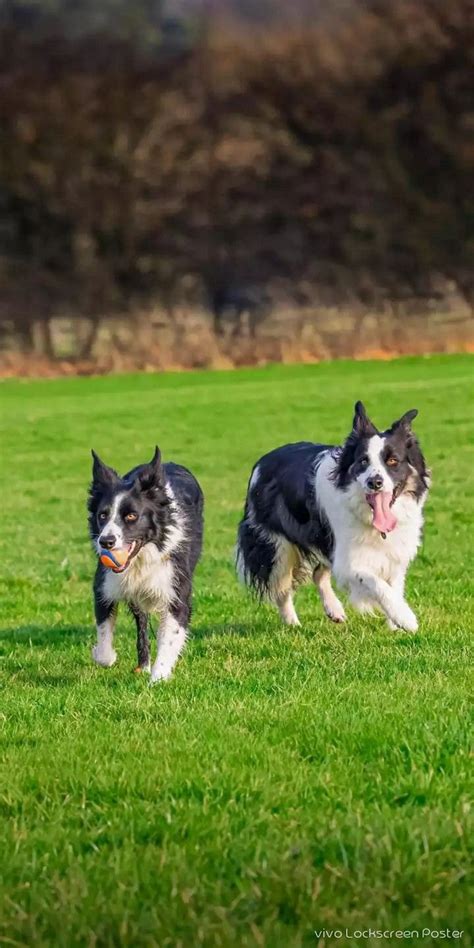 Two Black And White Dogs Running In The Grass