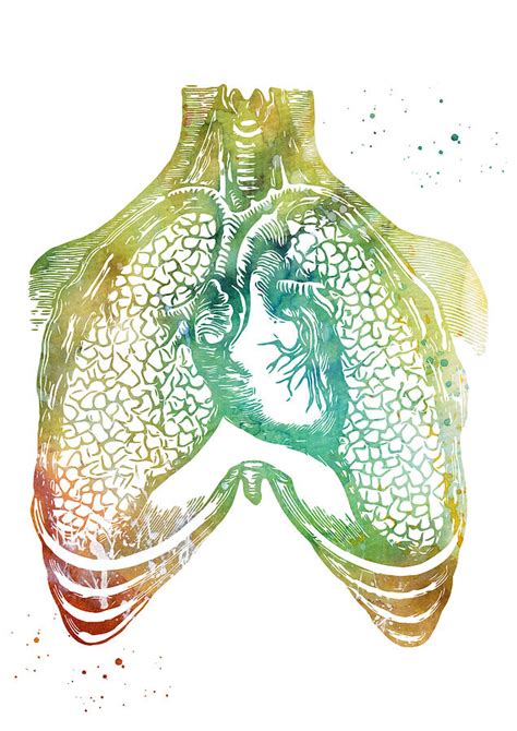 Human Heart And Lungs Digital Art By Erzebet S
