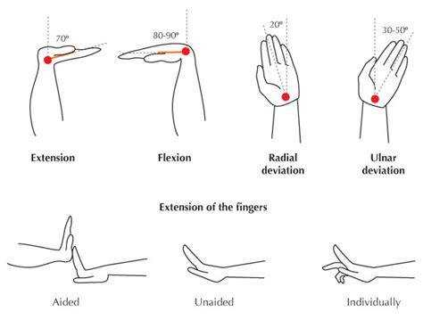 Human Anatomy Fundamentals Flexibility And Joint Limitations