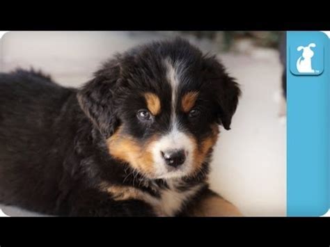 The bernese mountain dog (german: Cute Bernese Mountain Dog Puppies - Puppy Love - YouTube
