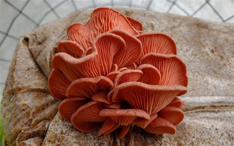 The Pink Oyster Mushroom Freshcap Mushrooms