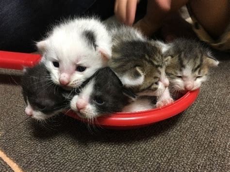 生後2週間の子猫ちゃんたちです Tomo 南島原の猫の里親募集｜ジモティー