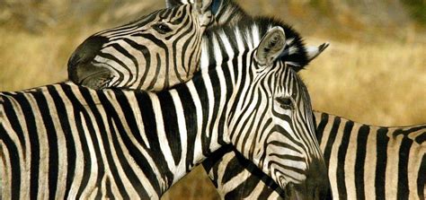 Animal Attraction | 10 days | Honeymoon African Safari