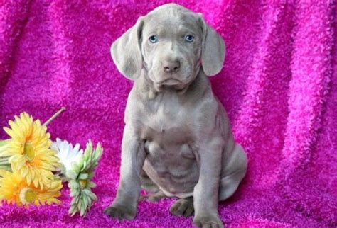 Weimaraner Puppies For Sale Puppy Adoption Keystone Puppies