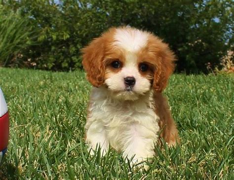 Cavapoos are becoming one of the most popular of all poodle hybrid crosses. CavaPoo Puppy for Sale in San Diego - So Cute! for Sale in ...