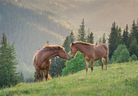 Picturs Of Horses Background Stock Photos Pictures And Royalty Free