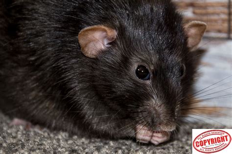 Pin By Joanne Shaw On Ratties Rat Rats Pets Pet Fancy Rats