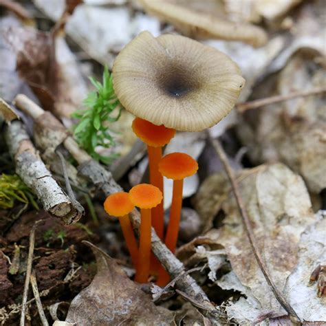 Little Orange Mushrooms Under Another Mushroom Ontonagon