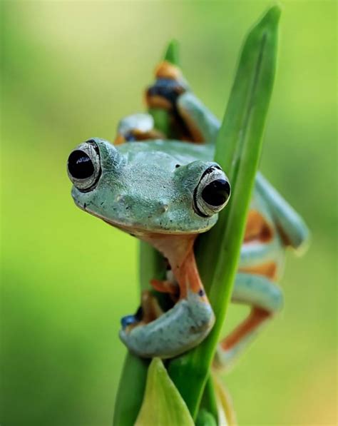 Interesting frogs perhaps we never seen before - Vuing.com