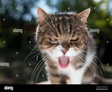 Tabby White British Shorthair Cat Sticking Out Tongue Outdoors On A