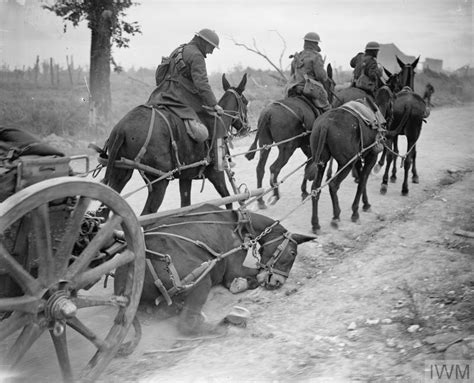 Wwi 2 Sept 1918 Battle Of The Drocourt Queant Line Mule In A Limber