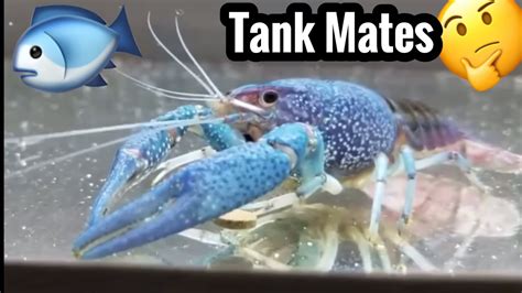 Electric Blue Crayfish Tank Mates Youtube