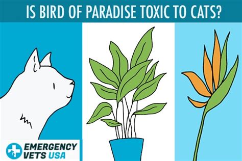 Is Bird Of Paradise Toxic To Cats Yes Mildly Toxic To Cats