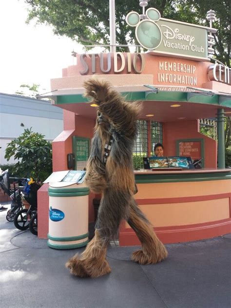 Chewbacca At Star Wars Weekends In Hollywood Studios Disney