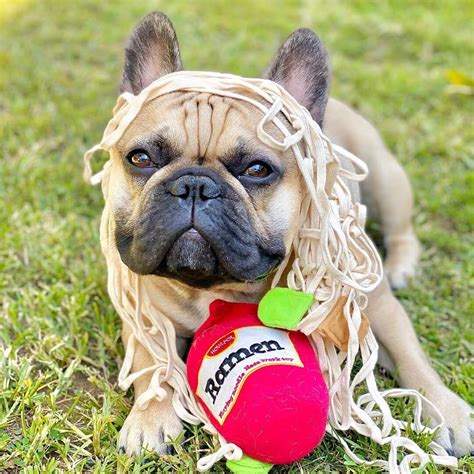15 Best Halloween Costumes for French Bulldogs | Page 3 of 5 | The Dogman