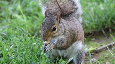 Eastern Grey Squirrel Eating Peanuts Compilation Cute Close Up Hd